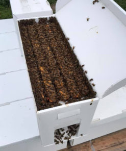 Sweet Wings Honey Bee Farm Nucleus Nuc Box