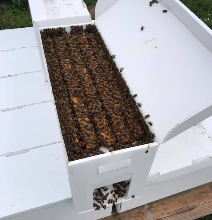 Sweet Wings Honey Bee Farm Nucleus Nuc Box